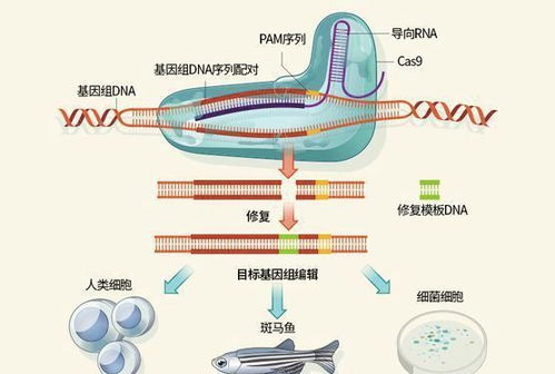 器官移植新希望 《基因编辑猪器官 人类的下一个救命稻草还是跨物种病毒的三重防线？》