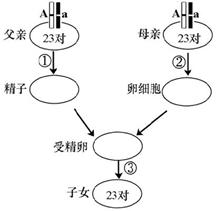 染色体的传递与基因示意图分析解答