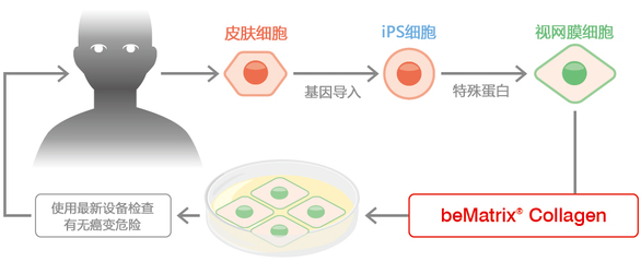 beMatrix Collagen 致力于人体基因诊断的高安全性低毒素胶原